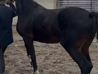 Kůň, Orlov Trotter — foto 6