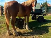 公马, Horses — 照片 1