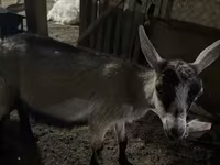 Chèvre, Saanen goat — photo 6