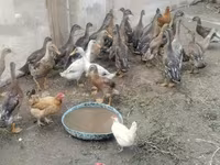 Ducks — foto 4