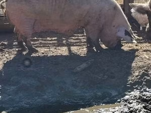 Sow, Pigs — Hungary