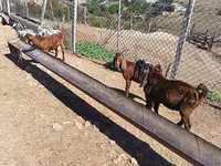 公山羊, Goats — 照片 1