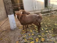 Bélier, Arashan sheep — photo 1