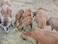 Ram, Cameroon sheep — photo 4