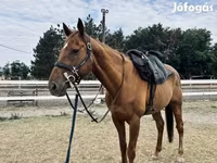 Caballo, Thoroughbred horse — foto 5