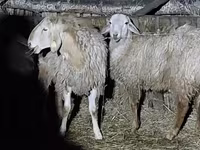 Қошқар, Arashan sheep — 5-сурет