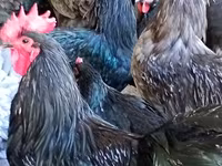 Chickens — foto 2
