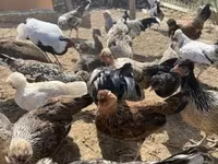 ياباني بانتام — الصورة 1