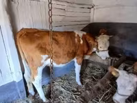 Tehén, Simmental cattle — 2. fotó
