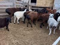 Carnero, Hissar sheep — foto 4