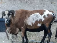 मेढ़ा, Cameroon sheep — फ़ोटो 3