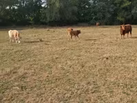 Bulle, Limousin-Kuh — Foto 5