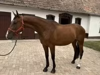 حصان, Hungarian horse breed — الصورة 4
