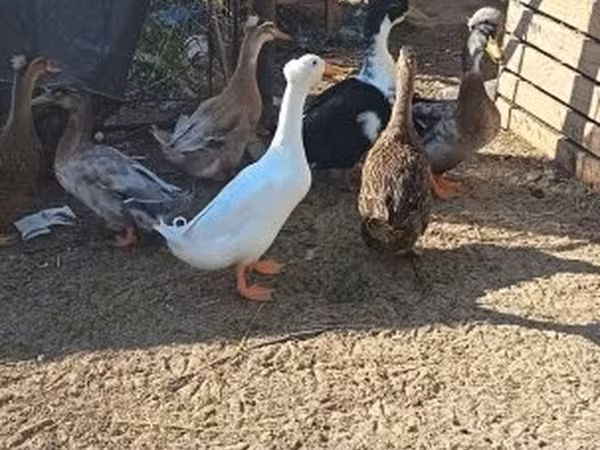 Ducks — Magyarország