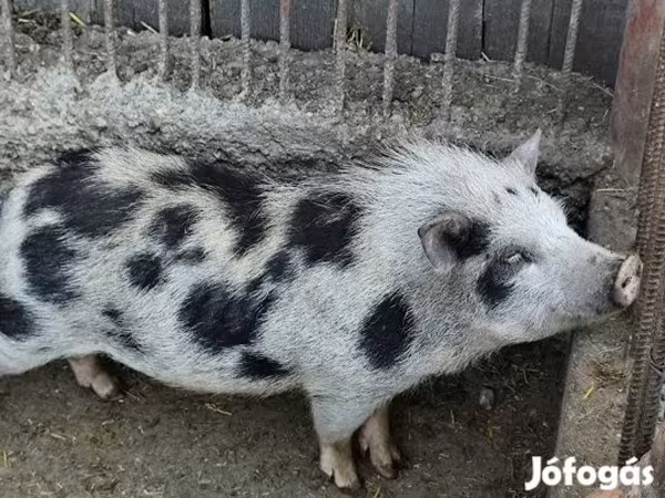 Verro, Вьетнамская вислобрюхая