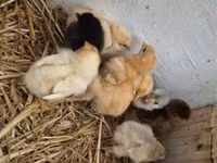 Chickens — Foto 4