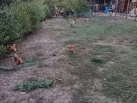 Chickens — Foto 5