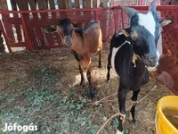 公山羊, Goats — 照片 4