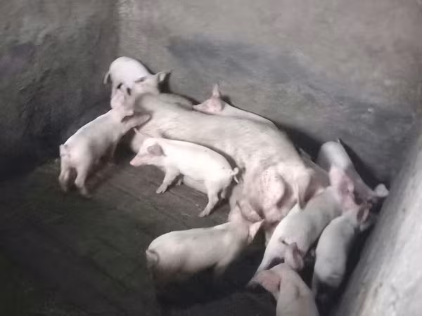 Boar, Pigs
