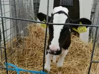 Vaca, Raza Holstein — foto 4