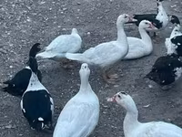 Ducks — الصورة 2