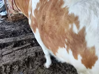 Byk, Simmental cattle — zdjęcie 5