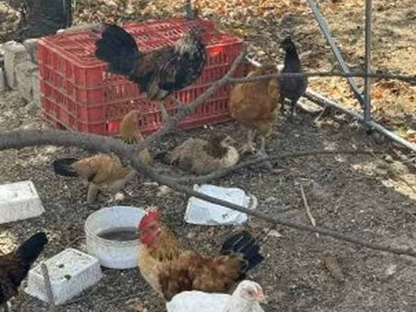 Chickens