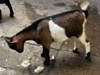 公山羊, Goats — 照片 4