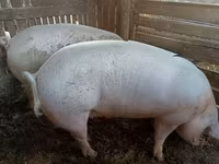 公猪, Pigs — 照片 3