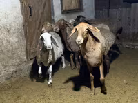 Ovelha, Arashan sheep — foto 7