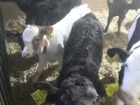 Cattle (batch, sex not specified), Simmental cattle — photo 2