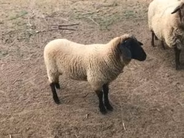 Ovce, Tsigai sheep — Maďarsko