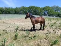 Yegua, Caballos — foto 1