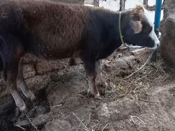 Bull, Cattle