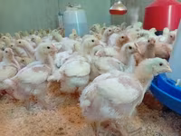 Chickens — 3-сурет