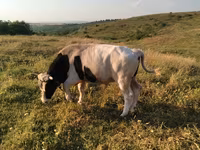Býk, Russian Black pied cattle — foto 1