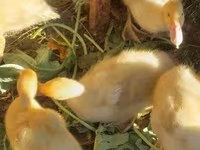 Ducks — 照片 2