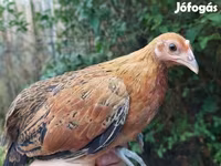 Chickens — 照片 1