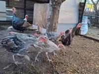 Turkeys — zdjęcie 1
