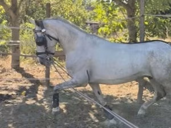 Hing, Lipizzaner — Magyarország