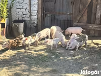 Boar, Pigs — photo 1