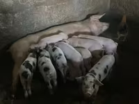 Boar, Pigs — photo 4