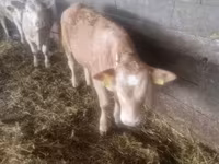 ثور, Charolais cattle — الصورة 2