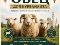 Ram, Sheep — photo 7