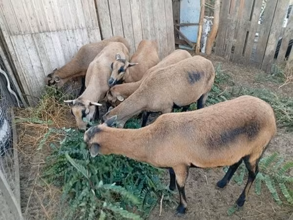 Brebis, Cameroon sheep — Hongrie