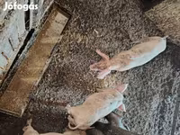 猪（批次，未指定性别）, Pigs — 照片 5