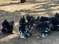 Bantam Pekín — foto 2