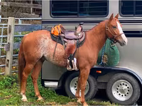 Hing, Quarter Horse — 8. fotó