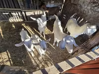 母山羊, Goats — 照片 3