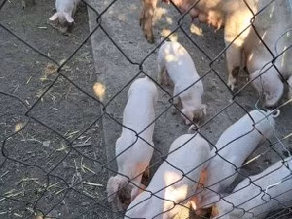 Sow, Pigs — Hungary